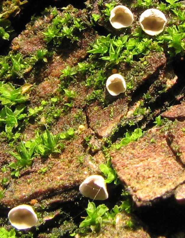 Leucoscypha leucotricha vs. Rimbachia neckerae